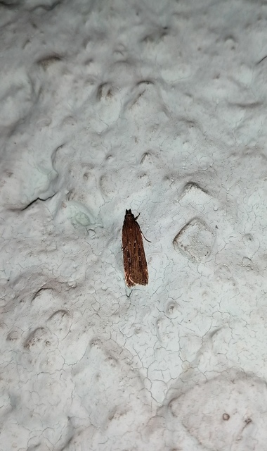 Helcystogramma triannulella - szuláksodró lápimoly