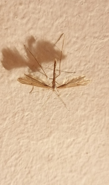 Pterophoridae - tollasmolyfélék
