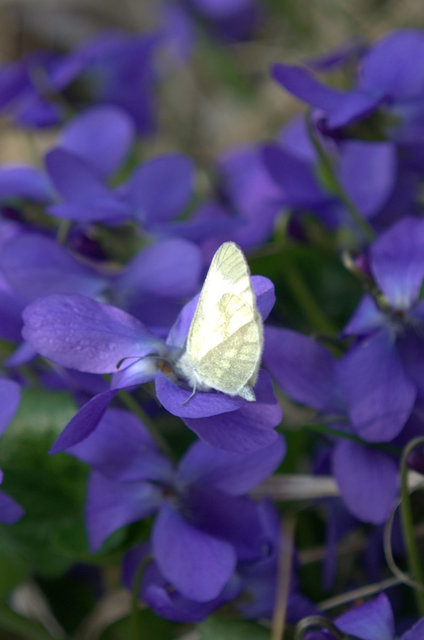 Leptidea sinapis - mustárlepke