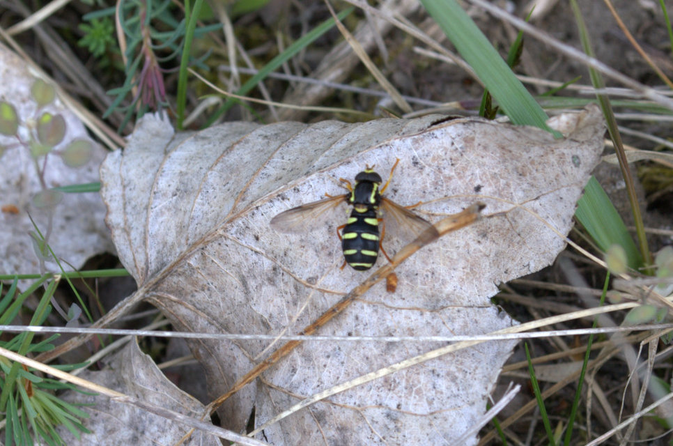 Xanthogramma citrofasciatum - korai oldalsávoslégy
