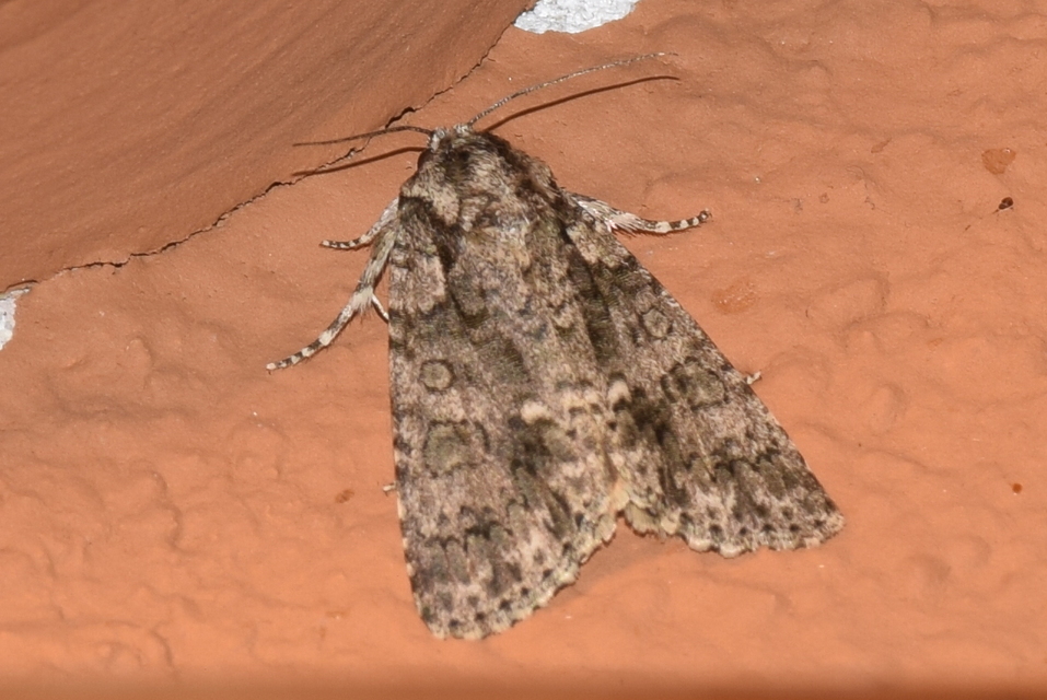 Acronicta rumicis - sóska-szigonyosbagoly