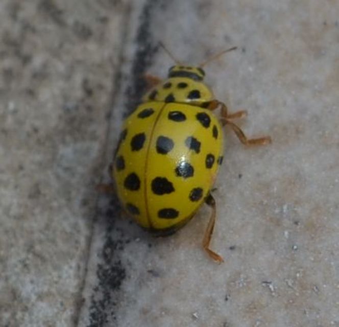 Psyllobora vigintiduopunctata - huszonkétpettyes katica