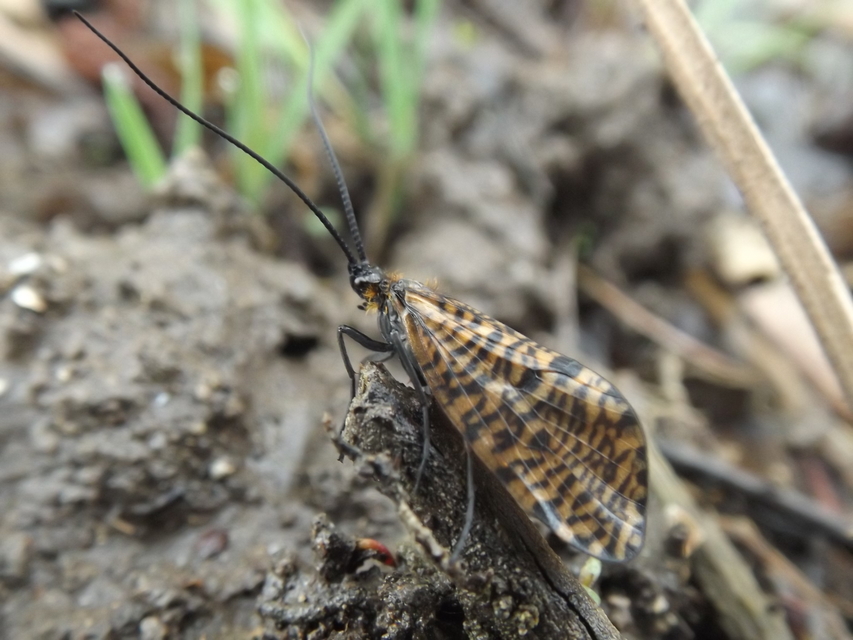 Oligostomis reticulata