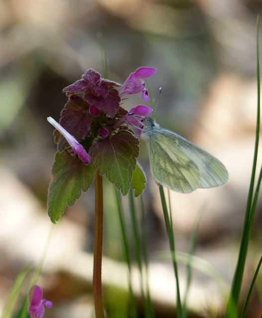 Leptidea sinapis - mustárlepke