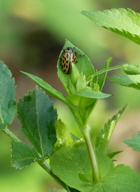 Chrysomela vigintipunctata - húszfoltos fűzlevelész