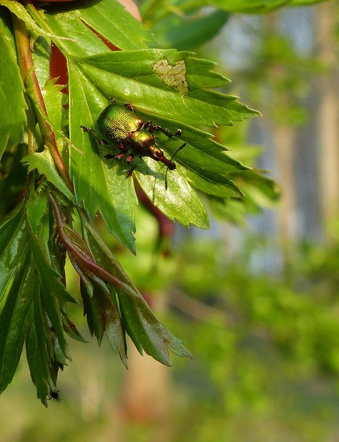 Byctiscus betulae - szőlő-levélsodró