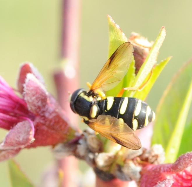 Xanthogramma citrofasciatum - korai oldalsávoslégy