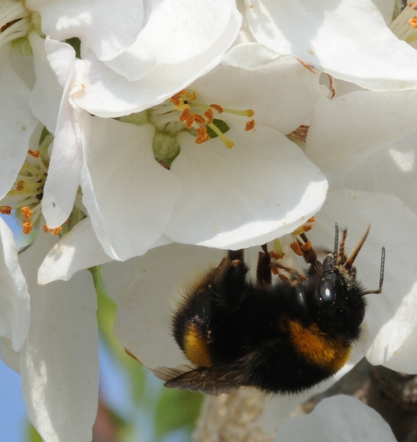 Bombus terrestris - földi poszméh