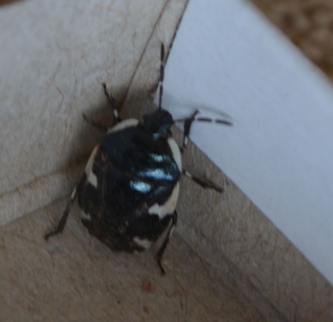 Tritomegas sexmaculatus - hatfoltos földipoloska