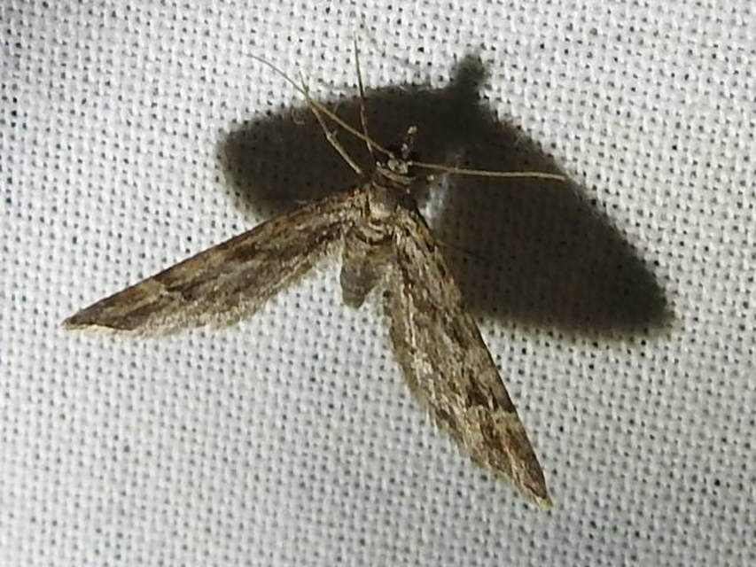 Gymnoscelis rufifasciata - vöröscsíkos törpearaszoló
