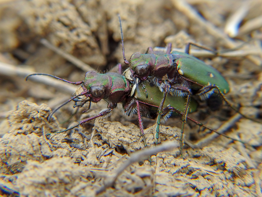 Cicindela campestris - mezei homokfutrinka