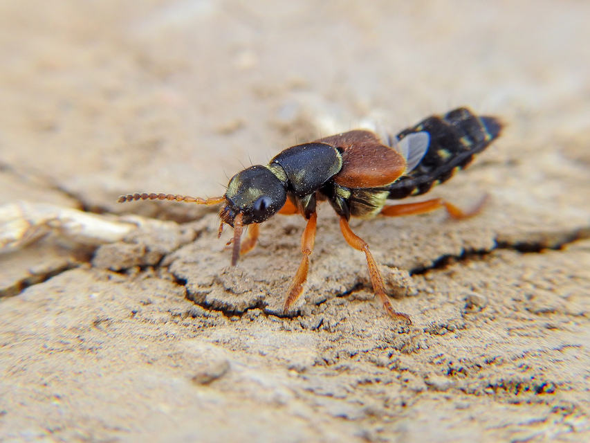 Staphylinus caesareus - aranysujtásos holyva