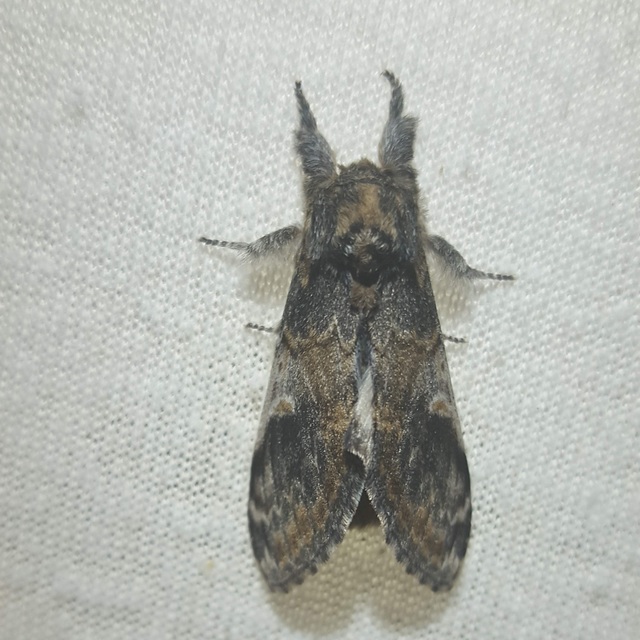 Notodonta tritophus - tarajos púposszövő