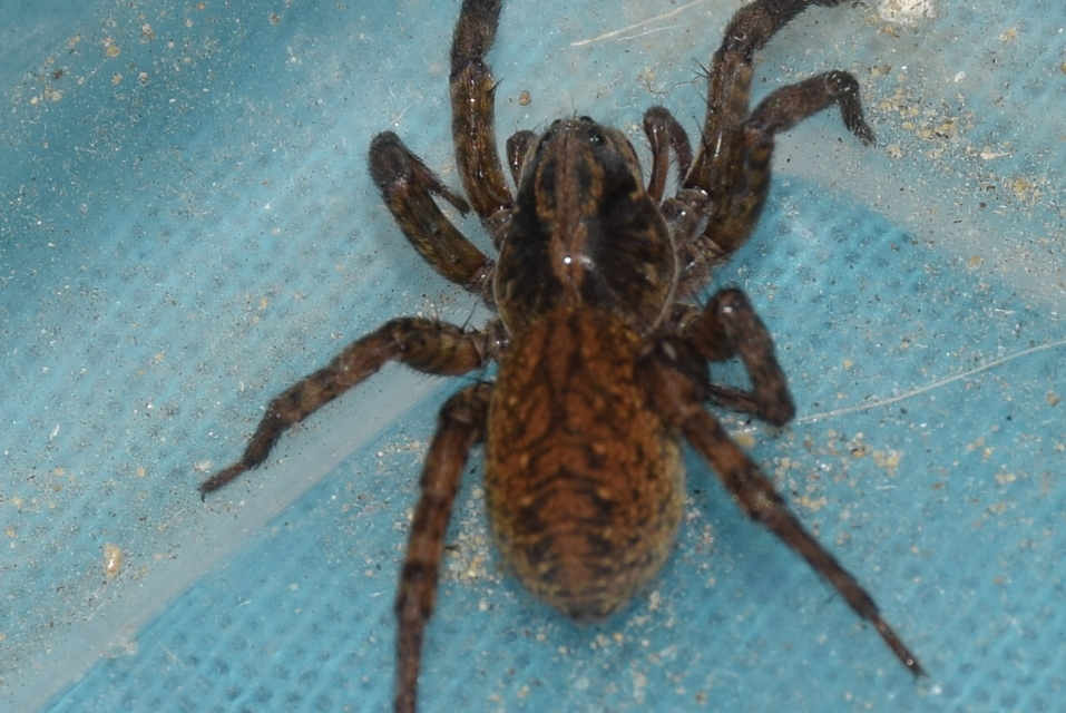 Trochosa
