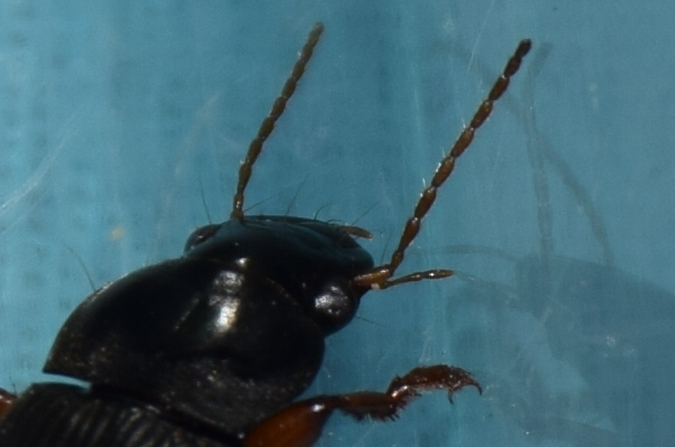 Harpalus rufipes - nagy selymesfutó
