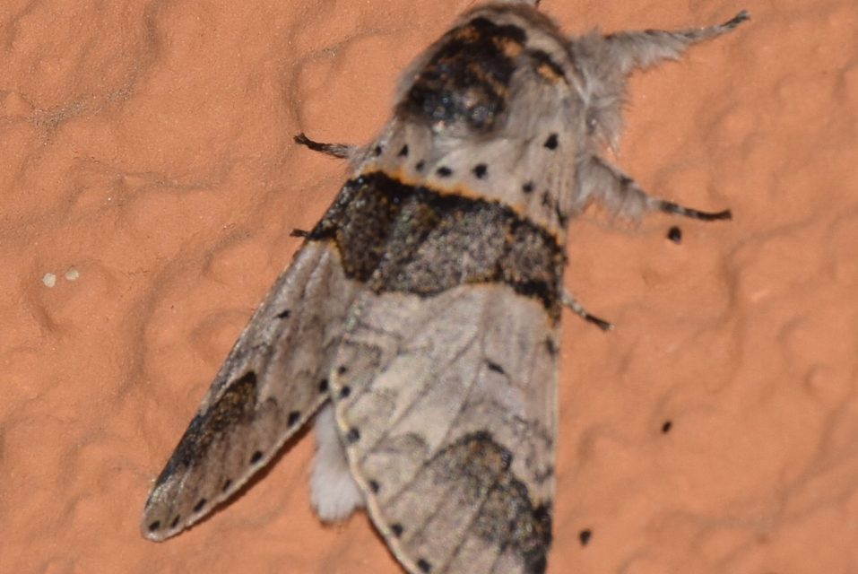 Furcula bifida - kis púposszövő