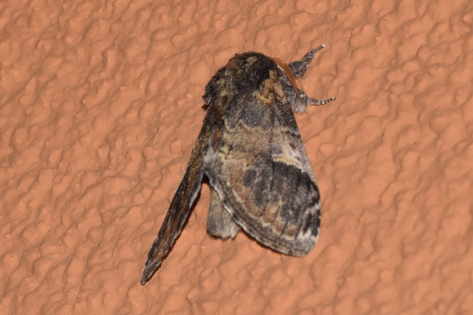 Notodonta tritophus - tarajos púposszövő