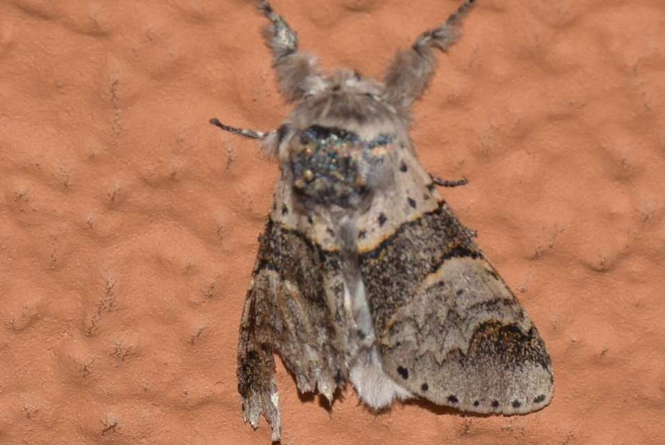 Furcula furcula - szürke púposszövő