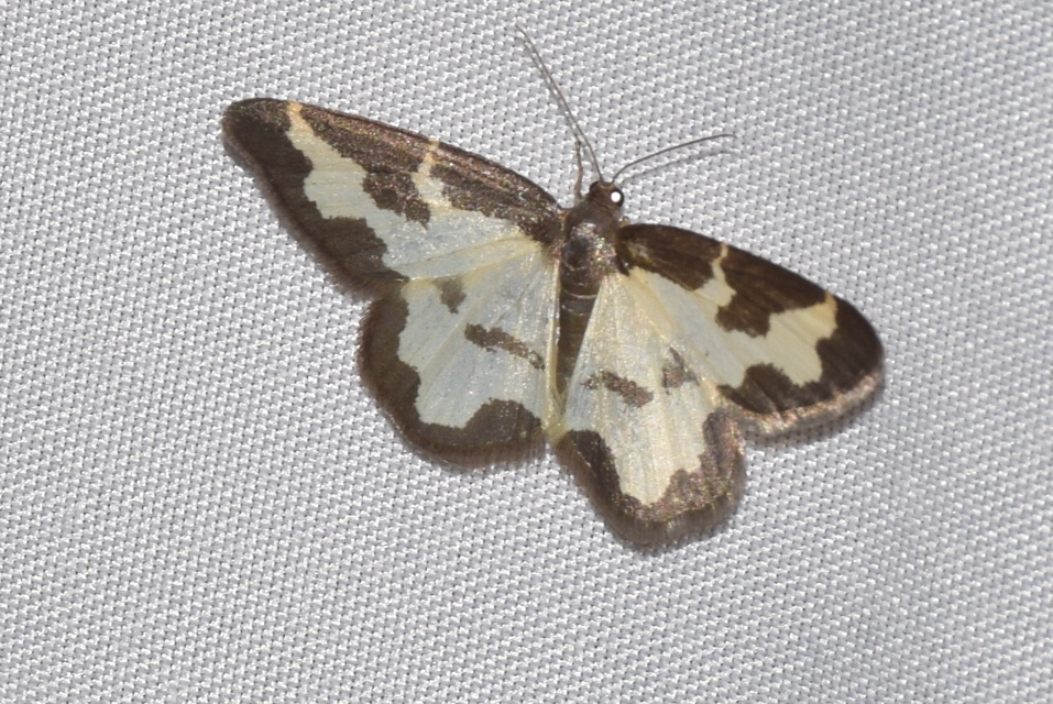 Lomaspilis marginata - szegélyes nyárfaaraszoló