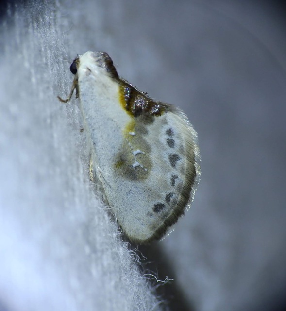 Cilix glaucata - törpe sarlósszövő