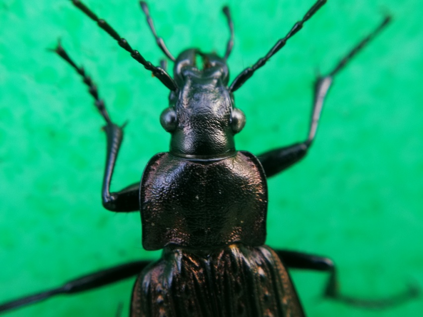 Carabus granulatus - mezei futrinka