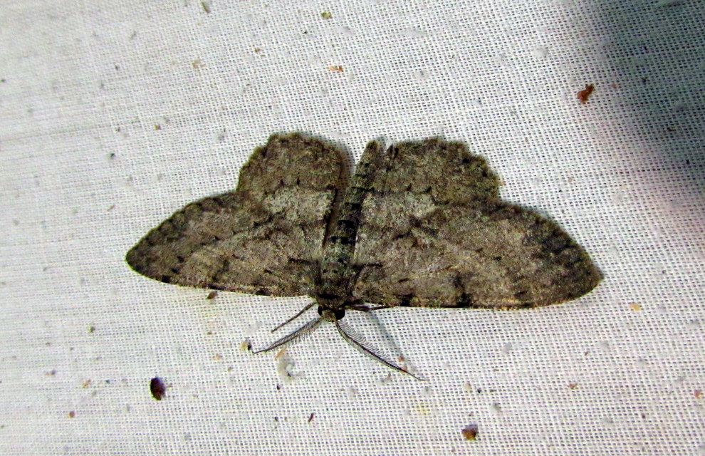 Hypomecis punctinalis - pettyes faaraszoló