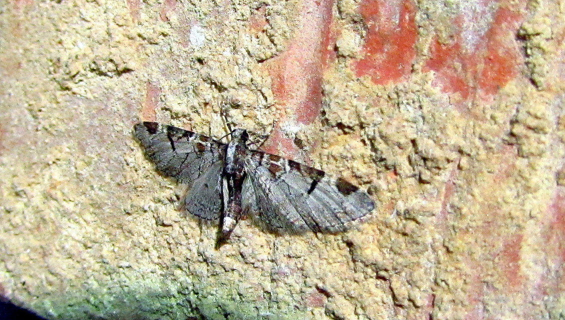 Eupithecia insigniata - hálózatos törpearaszoló