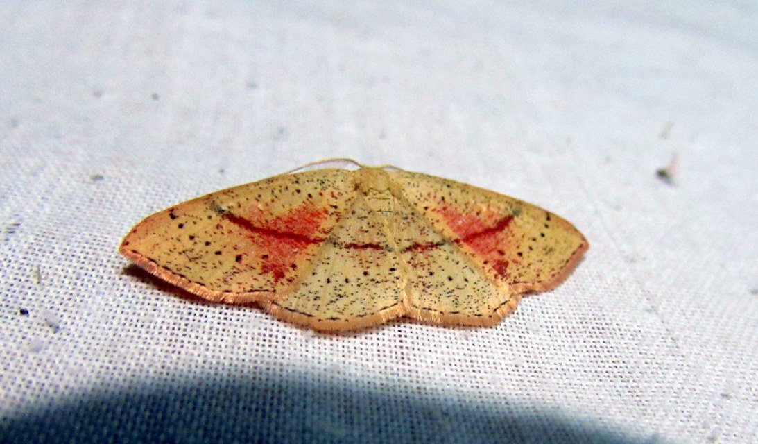 Cyclophora punctaria - sávos pettyesaraszoló
