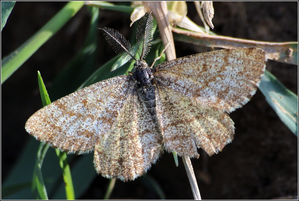 Ematurga atomaria - barna rétiaraszoló