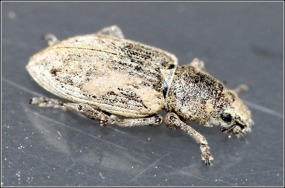 Tanymecus dilaticollis - kukorica-hegyesfarúbarkó