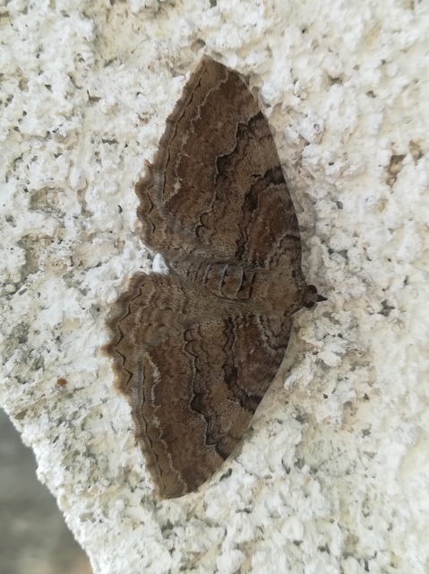 Hydria cervinalis - őzbarna araszoló