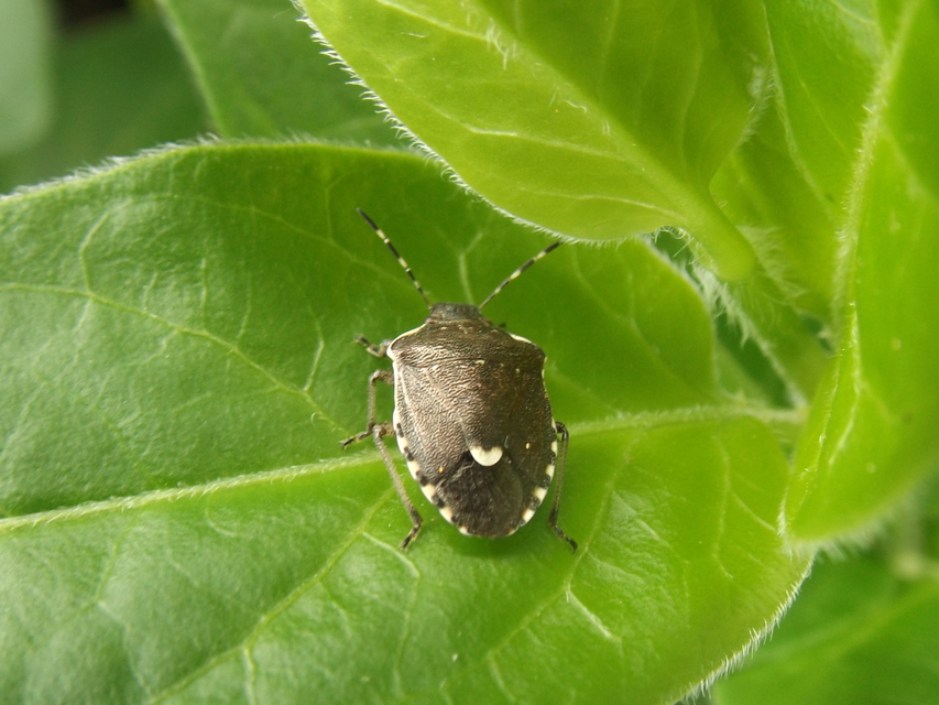 Holcostethus sphacelatus - holdas címerespoloska Holcostethus sphacelatus - holdas címerespoloska