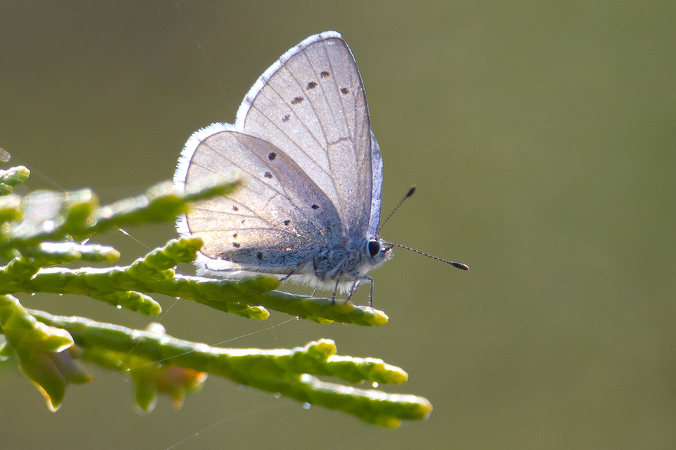 Celastrina argiolus - bengeboglárka