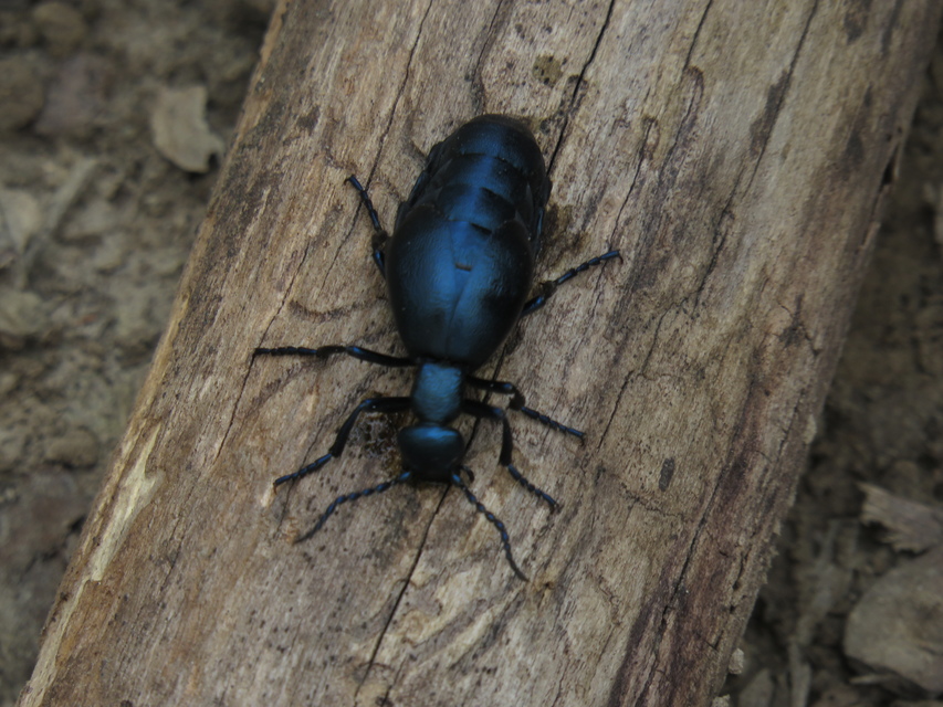 Meloe violaceus - kék nünüke