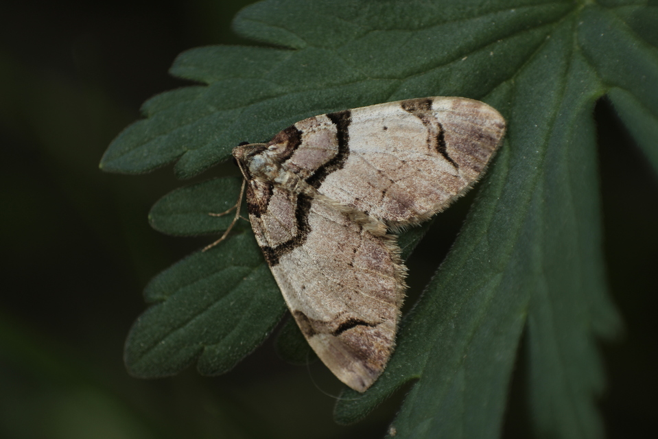 Anticlea derivata - vadrózsa-tarkaaraszoló