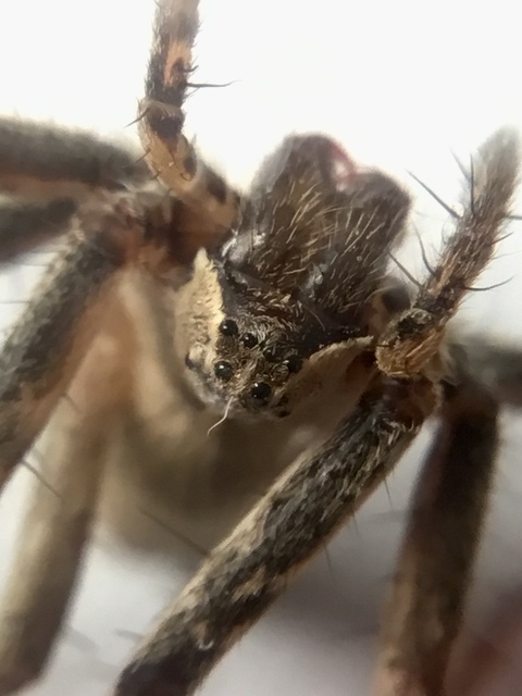 Pisaura mirabilis - csodáspók