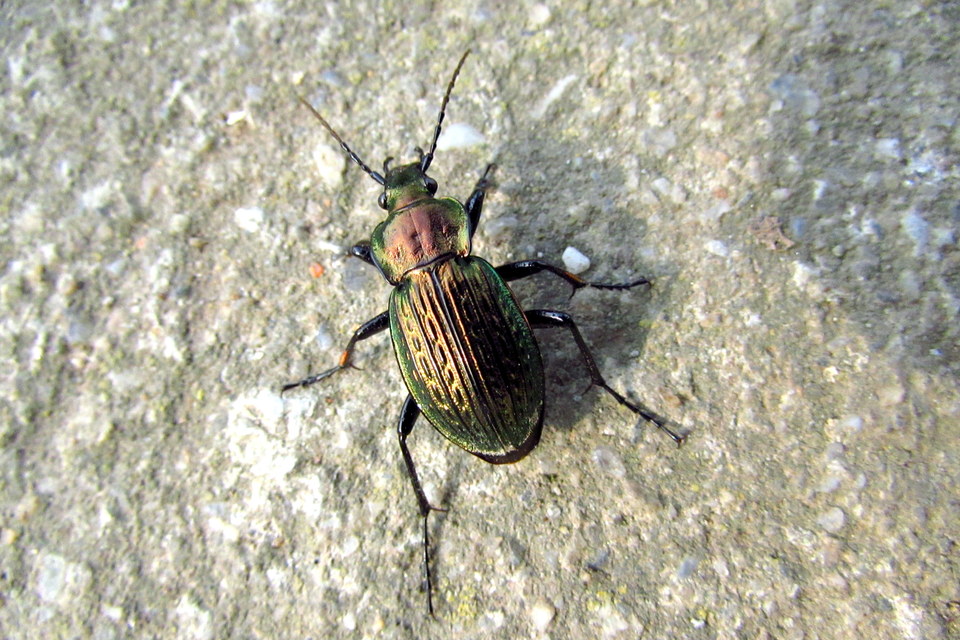 Carabus ulrichii - rezes futrinka