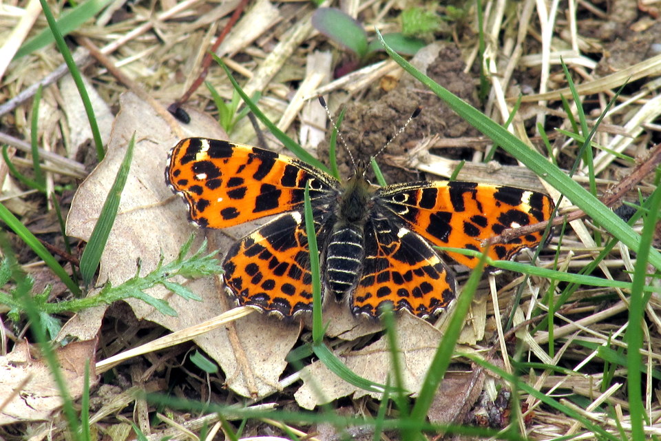Araschnia levana - pókhálós lepke