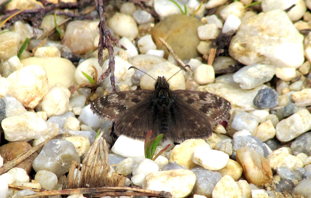 Erynnis tages - cigánylepke