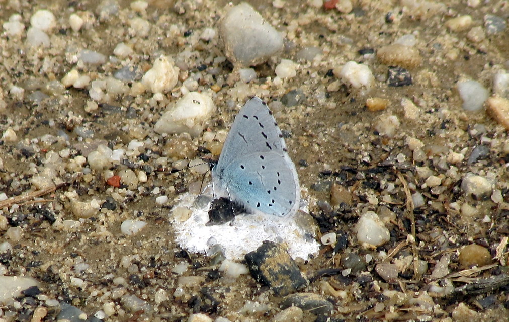 Celastrina argiolus - bengeboglárka