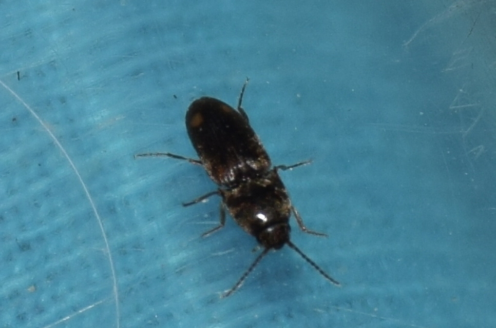 Drasterius bimaculatus - változékony pattanó