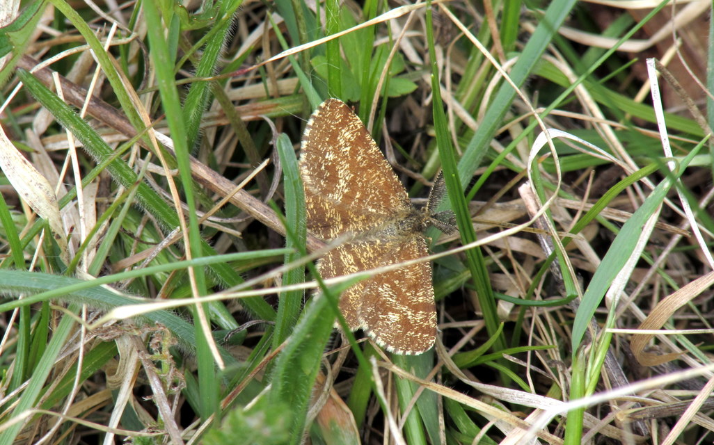 Ematurga atomaria - barna rétiaraszoló