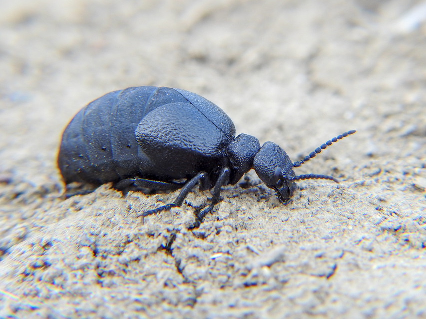 Meloe scabriusculus - érdes nünüke