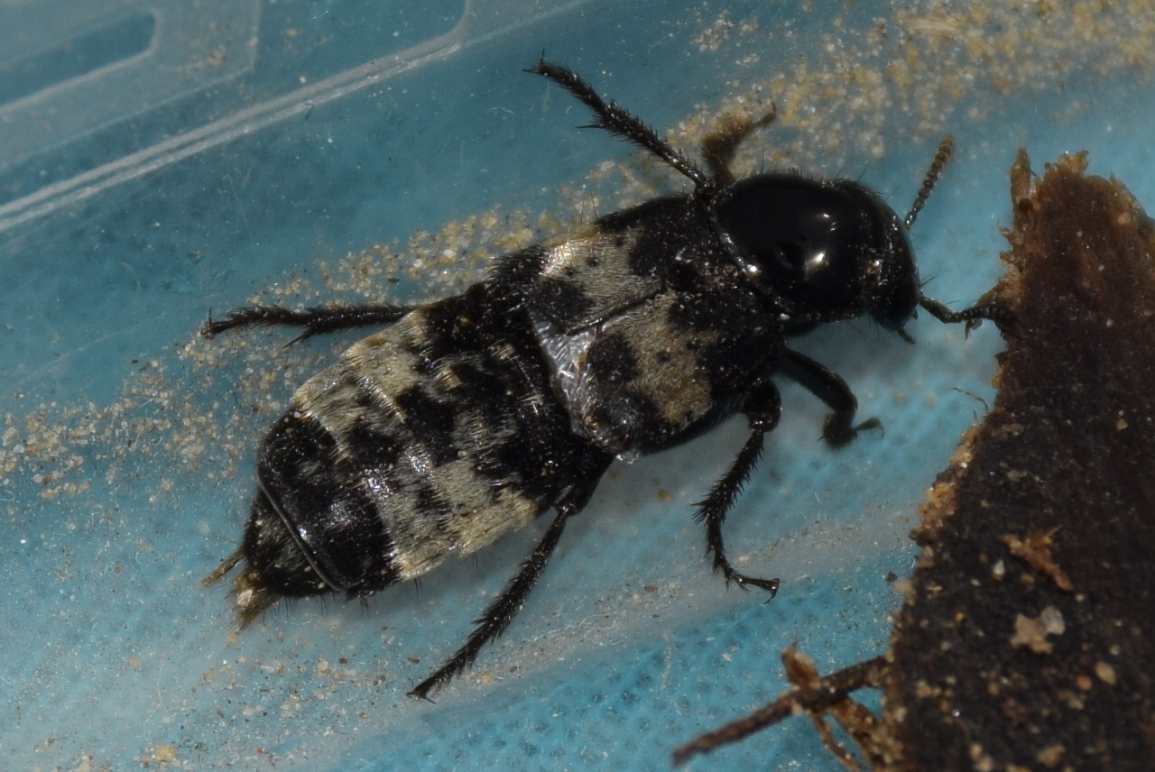 Creophilus maxillosus - dögész holyva