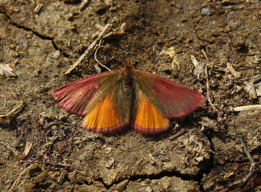 Lythria purpuraria - bíborsávos araszoló