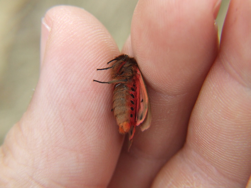 Phragmatobia fuliginosa - füstös medvelepke