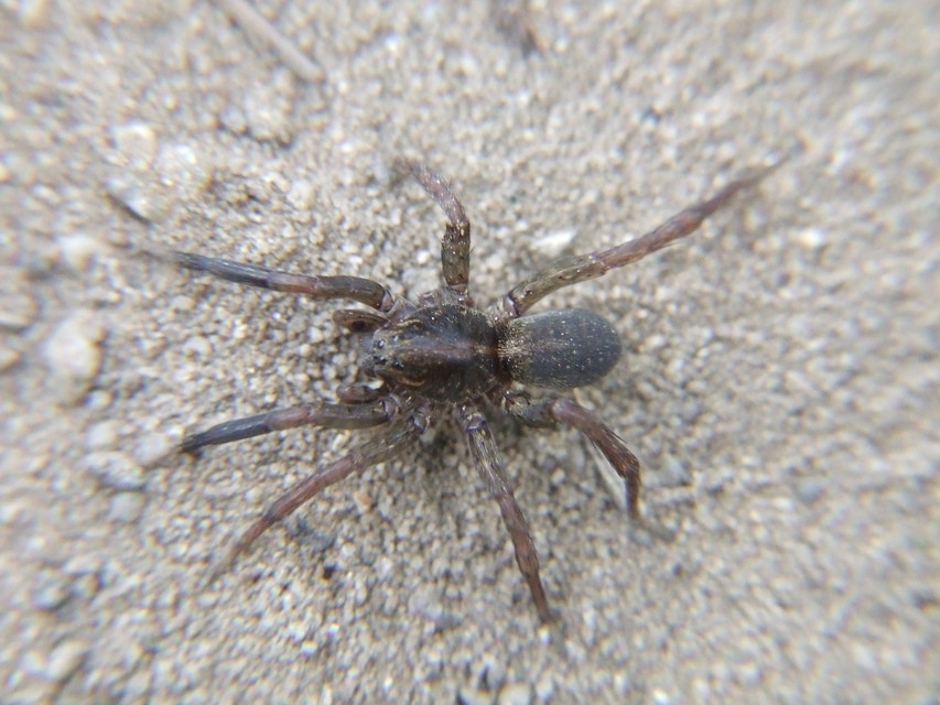 Trochosa
