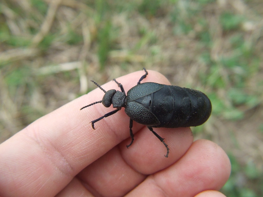 Meloe cicatricosus - óriásnünüke