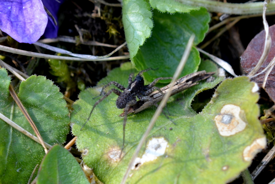 Pardosa