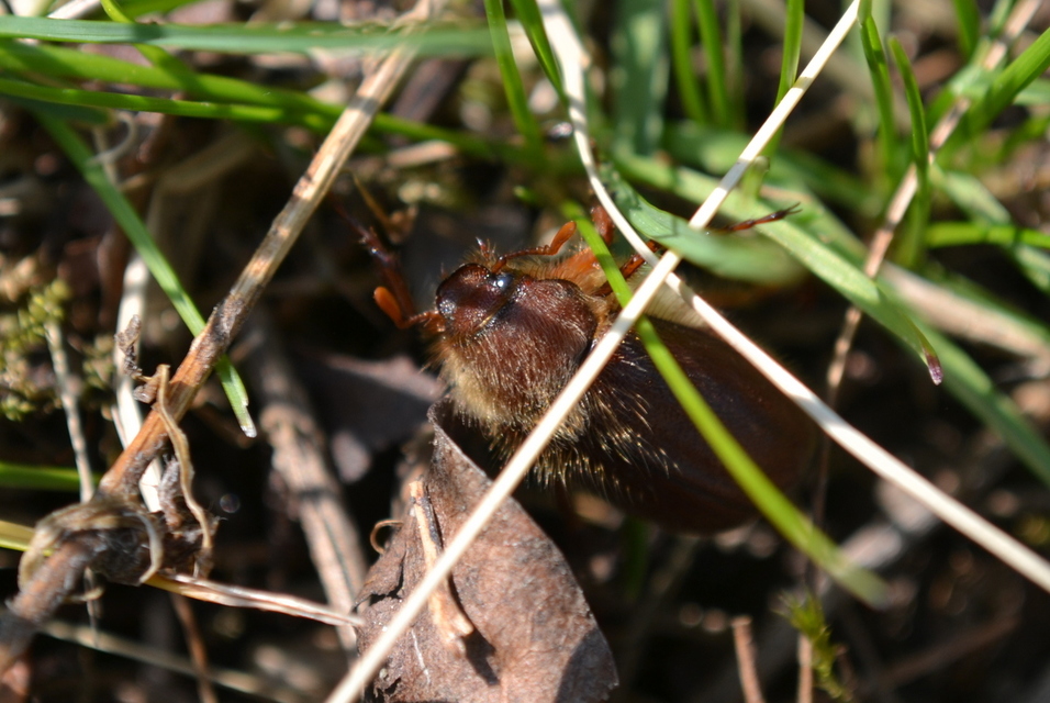 Holochelus pilicollis